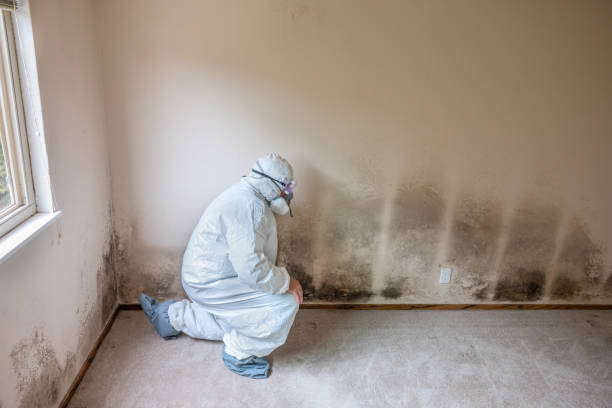 Best Toxic Mold Removal  in Ardmore, AL